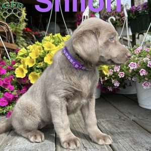 Shiloh, Silver Labrador Retriever Puppy